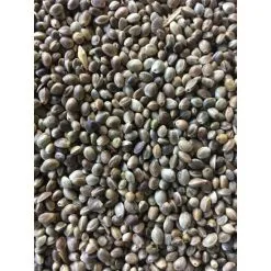 Visaasonline Cáñamo Aceitoso Visready