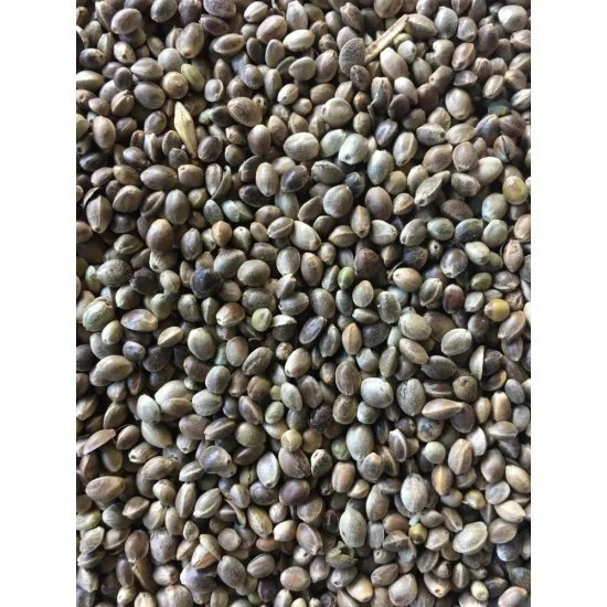 Visaasonline Cáñamo Aceitoso Visready